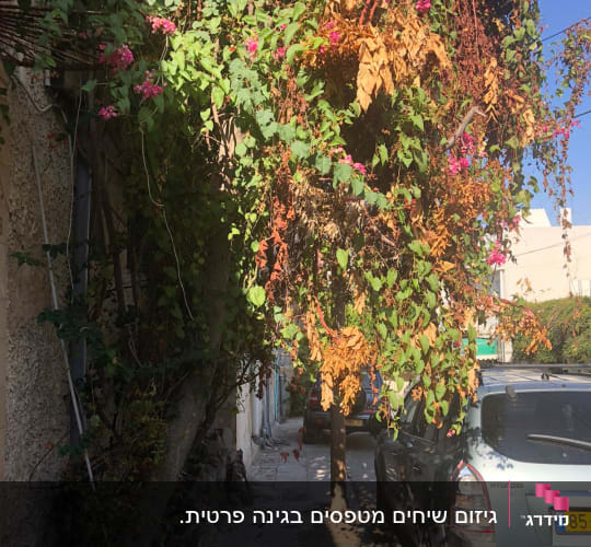 צמחייה מטפסת פראית ומוזנחת על קיר מבנה לצד מדרכה